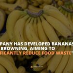 A company has developed bananas that resist browning, aiming to "significantly reduce food waste"